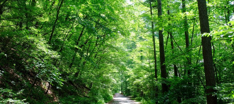 Forest bathing